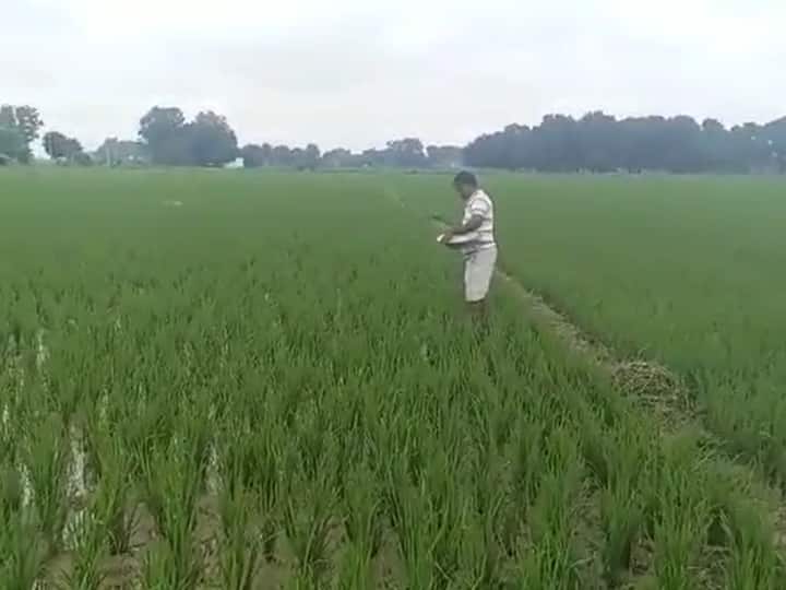 Siddharthnagar farmers are facing difficulties fertilizer is being smuggled to nepal via border ann Siddharthnagar News: सिद्धार्थनगर में रूठे मानसून के बाद तस्करों ने बढ़ाई किसानों की मुश्किलें, अवैध तरीके से नेपाल भेज रहे खाद