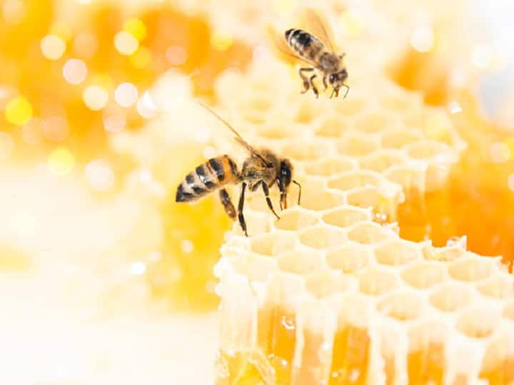colonies of Honey Bee near Agriculture land for crop pollination & honey production Honey Farming: किसानों की आय बढ़ायेगा शहद का मजदूर, लाखों कमाने के लिये खेत पास बसायें मधुमक्खी की कॉलोनी