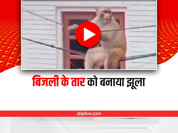 Monkey swinging on electric wire funny video viral on social media Viral Video: बिजली की तार पर झूलते इस बंदर को देखिए, अपनी ही मस्ती में है मगन