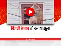Viral Video: बिजली की तार पर झूलते इस बंदर को देखिए, अपनी ही मस्ती में है मगन