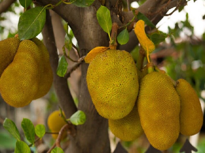 Jackfruit Cultivation: खाली पड़े खेतों में लगायें कटहल की फसल, बरसात में खेती करके सालों तक कमायें बंपर मुनाफा