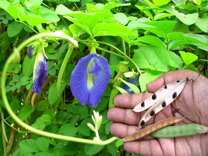 Herbal Farming: इस फूल से बनाई जाती है वर्ल्ड फेमस ब्लू टी, खेती करके किसानों कमा सकते हैं तीन गुना पैसा