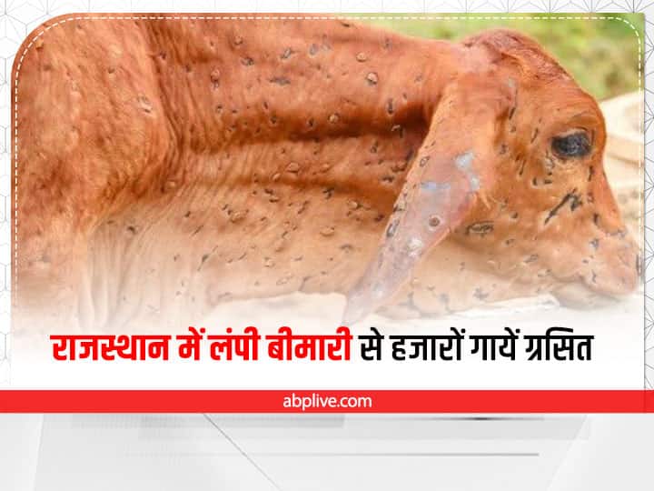 Rajasthan News Lumpy Skin disease spreading rapidly among the cattle of Rajasthan ann Lumpy Skin Disease: राजस्थान पशुओं में फैल रही लंपी बीमारी का कहर, अब तक 25 हजार गायें ग्रसित