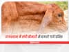 Lumpy Skin Disease: राजस्थान पशुओं में फैल रही लंपी बीमारी का कहर, अब तक 25 हजार गायें ग्रसित