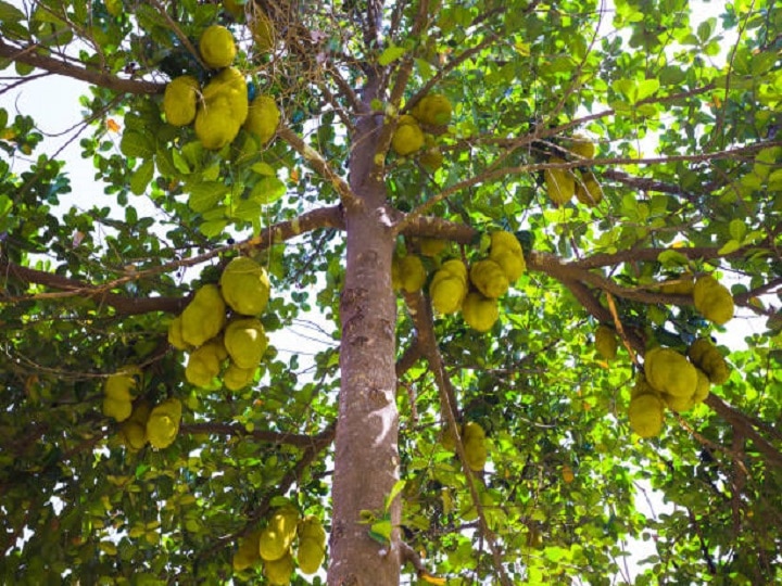 Jackfruit Cultivation: खाली पड़े खेतों में लगायें कटहल की फसल, बरसात में खेती करके सालों तक कमायें बंपर मुनाफा