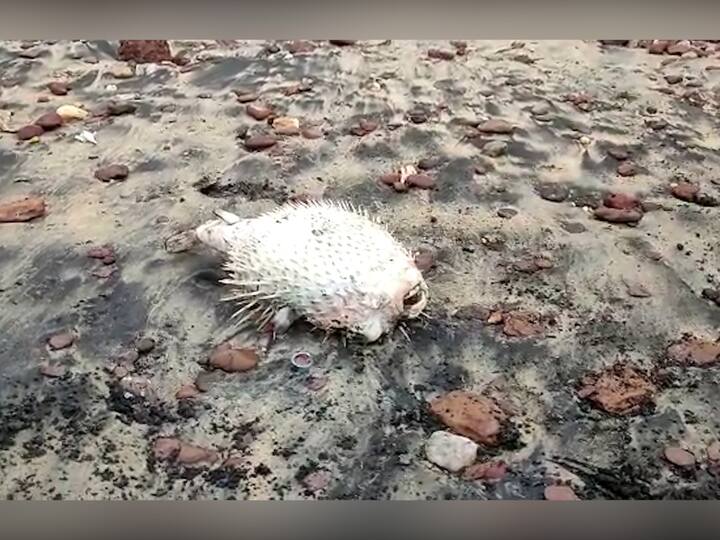 हा मासा खोल समुद्रात राहतो आणि लहान माशांना खाऊन जगतो. मासे खाण्यासाठी तो समुद्र किनाऱ्यालगतही येतो.