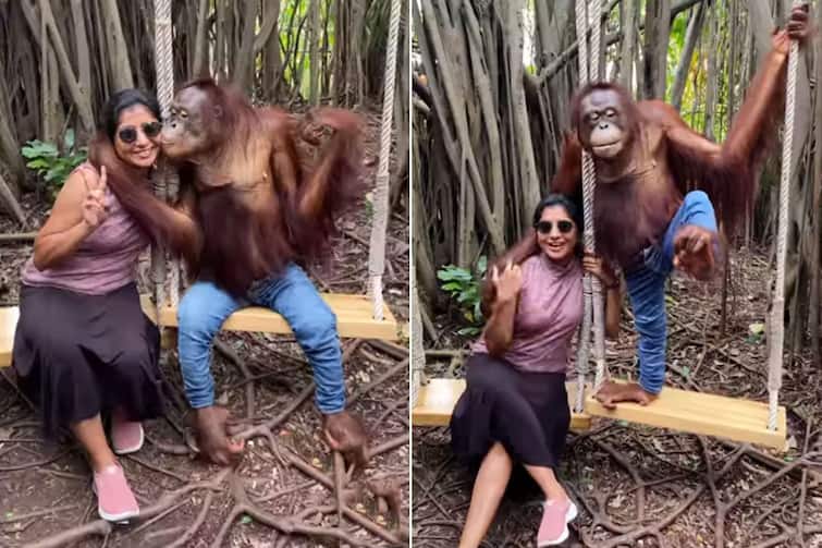 Viral Video: Chimpanzee in Jeans Kisses Woman on Cheek, Hugs Her Warmly| Watch Video : ”இச்சுத்தா இச்சுத்தா..கன்னத்துல இச்சுதா!”: பெண்ணுக்கு முத்தம் கொடுக்கும் குரங்கின் சேட்டை