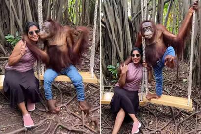 Viral Video: Chimpanzee in Jeans Kisses Woman on Cheek, Hugs Her Warmly| Watch Video : ”இச்சுத்தா இச்சுத்தா..கன்னத்துல இச்சுதா!”: பெண்ணுக்கு முத்தம் கொடுக்கும் குரங்கின் சேட்டை