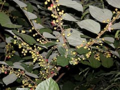 Herbal Farming: कई बीमारियों का रामबाण इलाज है खट्टा-मीठा फालसा, इसे उगाकर बन सकते हैं मालामाल