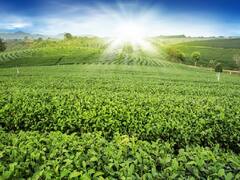 IRCTC Package: अगर आप भी हैं नेचर लवर तो IRCTC आपके लिए लाया है दुआर्स का टूर पैकेज! जानें पैकेज के डिटेल्स