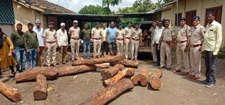 Nashik News : खैर लाकडाने भरलेली तवेरा वनपथकाने पकडली, हरसूल वनपरिक्षेत्रातील कारवाई