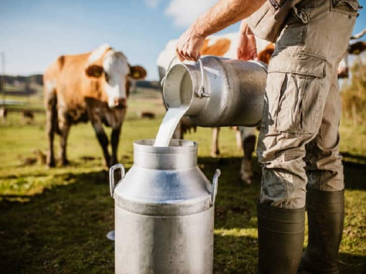 Dairy Farming tips for the production of clean white milk from dairy Animals Dairy Farming: पशुओं से मिलेगा साफ-सफेद दूध, पशु आहार से लेकर साफ-सफाई तक अपनायें ये खास टिप्स