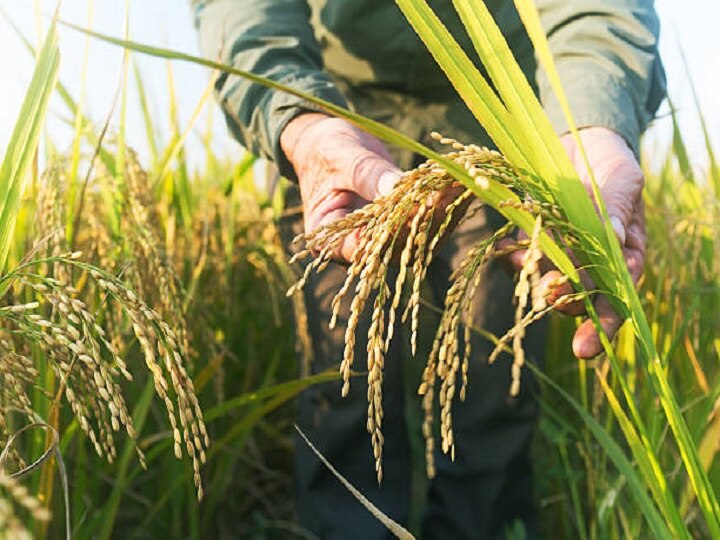 Paddy Cultivation: कम पानी में भी मिलेगी धान की बंपर पैदावार, खेत में तुरंत शुरु कर दें ये जरूरी काम