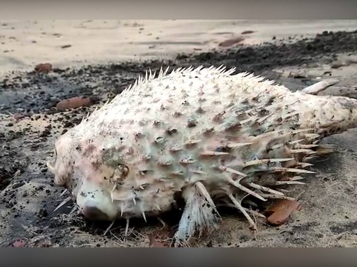 समुद्रामध्ये हा मासा झुंडीने राहतो. हा मासा मच्छीमारांच्या जाळ्यात अडकला तर जाळी फाडून टाकतो.