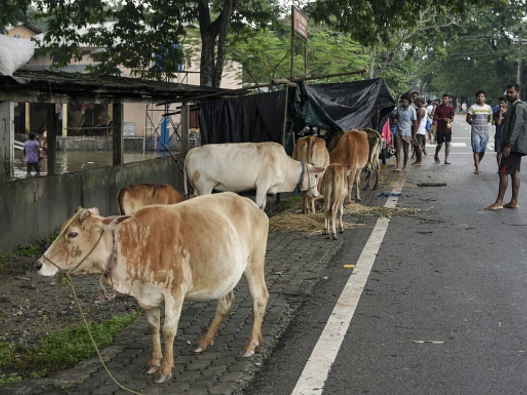 What Is Lumpy Skin Disease Spreading Among Cattle In Rajasthan, Gujarat? Know All About It What Is Lumpy Skin Disease Spreading Among Cattle In Rajasthan, Gujarat? Know All About It