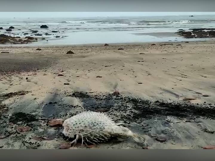रेडी समुद्रकिनारी हा मासा अक्षय मेस्त्री या पर्यटकाला मृतावस्थेत दिसला.