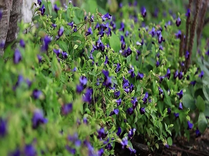 Herbal Farming: इस फूल से बनाई जाती है वर्ल्ड फेमस ब्लू टी, खेती करके किसानों कमा सकते हैं तीन गुना पैसा