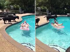 Funny Video: ਸਵੀਮਿੰਗ ਪੂਲ 'ਚ ਆਰਾਮ ਕਰ ਰਹੀ ਔਰਤ 'ਤੇ ਕੁੱਤੇ ਨੇ ਮਾਰੀ ਛਾਲ, ਫਿਰ ਜੋ ਹੋਇਆ ਉਹ ਦੇਖ ਕੇ ਆ ਜਾਵੇਗਾ ਹਾਸਾ!