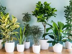 Vastu Tips : घराच्या अंगणात लावा 'ही' 5 झाडे, कधीही भासणार नाही पैशाची कमतरता