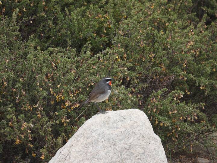 Chinese rubythroat, related to the Siberian rubythroat, are found along the Himalayan ranges.