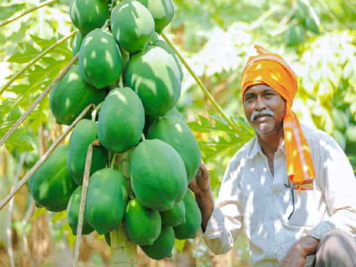 Farmers can earn good profits by cultivating papaya do farming in this way Papaya Farming:किसानों की किस्मत बदल सकता है पपीता, ऑफ सीजन में भी बंपर मुनाफा दिलायेगा ये खास तरीका