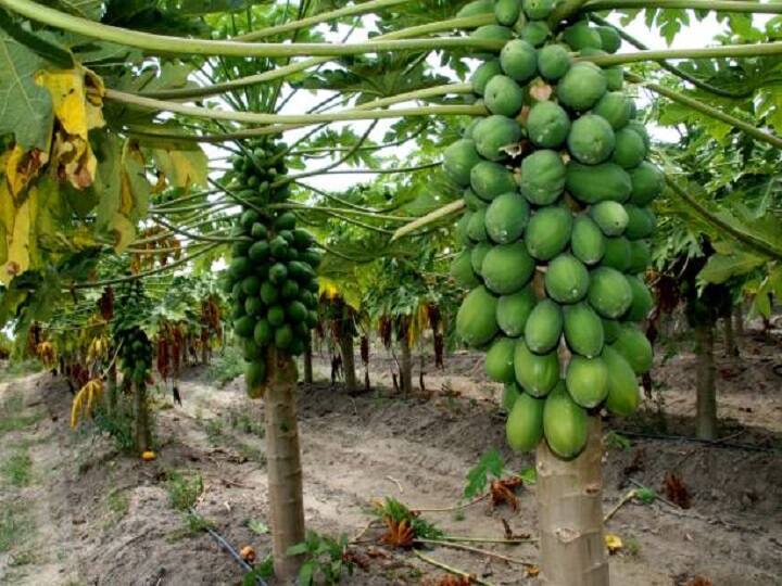 papaya farming maharshtra farmer earned Rs 23 lakh from Papaya Cultivation: एक तरफ बर्बाद हो रही थी पपीते की खेती, इन किसानों ने इस तकनीक को आजमा लाखों रुपये का मुनाफा कमा लिया