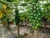 Papaya Cultivation: एक तरफ बर्बाद हो रही थी पपीते की खेती, इन किसानों ने इस तकनीक को आजमा लाखों रुपये का मुनाफा कमा लिया