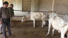 In Pics: पूर्वी राजस्थान में भी फैल रहा लंपी स्किन का खतरा, भरतपुर में तीन गायों में मिले लक्षण