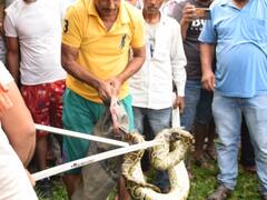IN Pics: रुद्रपुर में बिजली के खंभे पर चढ़ा अजगर, देखने के लिए उमड़ा लोगों का हुजूम, वन विभाग ने ऐसे किया रेस्क्यू