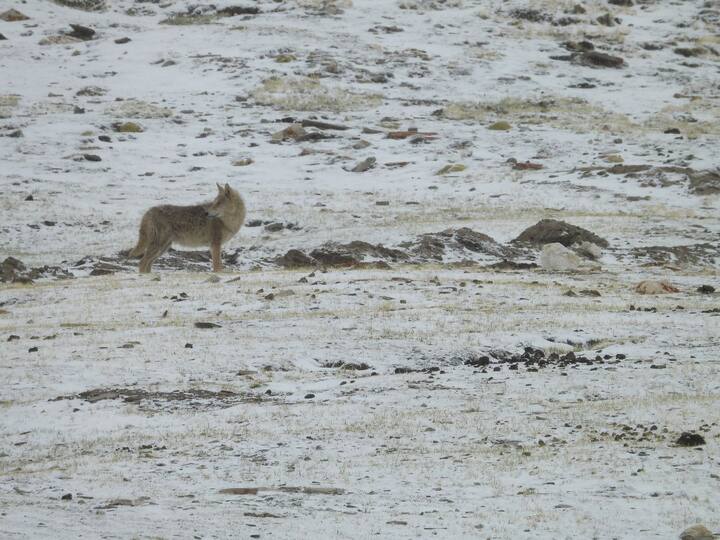 Tibetan wolf looking out all around in a snow covered mountainous terrain in between Taglangla and Leh.