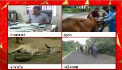 ગુજરાતમાં લમ્પી વાયરસે લીધા પશુઓને ભરડામાં, ડોક્ટર્સની ટીમ એક્શનમાં