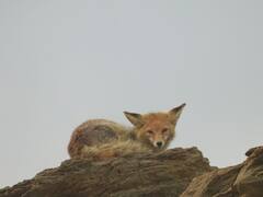 Birds, Bees, Beasts — 12 Photos That Capture The Bio-Diversity Of Ladakh