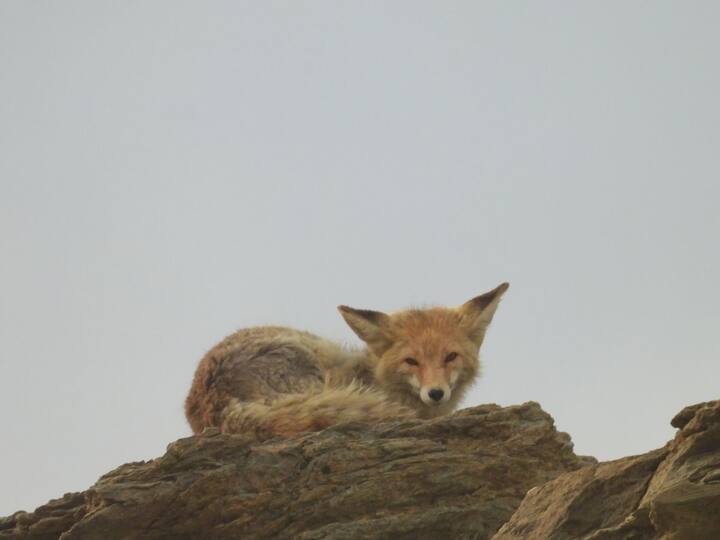 Red fox seen in its habitat near Pangong.