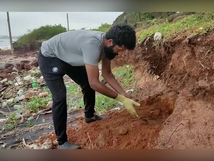 मासा विषारी आहे. त्यामुळे समुद्रकिनारी खड्डा खोदून त्याची विलेवाट लावण्यात आली.