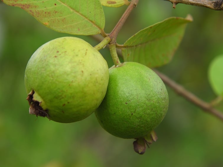 Manage Blood Sugar Eat Guava Is Best Fruit Guava for Diabetes: డయాబెటిస్ బాధితులకు జామకాయ అంత మంచిదా? మధుమేహాన్ని తగ్గిస్తుందా?