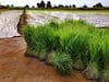 Paddy Cultivation: कम पानी में भी मिलेगी धान की बंपर पैदावार, खेत में तुरंत शुरु कर दें ये जरूरी काम