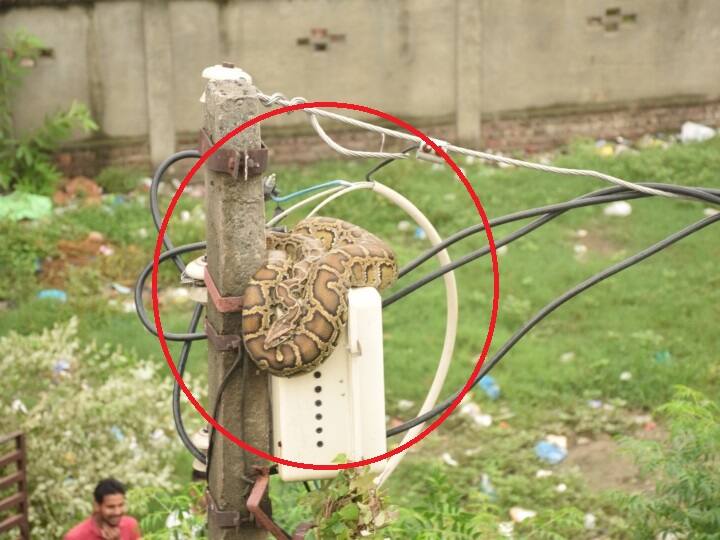 इसके बाद मामले की सूचना वन विभाग को दी गई. सूचना मिलने पर टांडा वन रेज के कर्मी मौके पर पहुंचे और रेसक्यू अभियान शुरू किया.