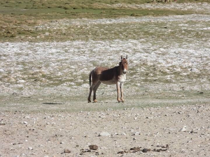 The endemic wild ass species, Kiang can be seen in Hanle.