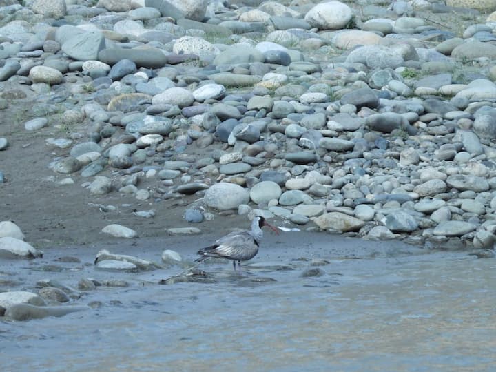 Ibisbill is grey with a white belly, red legs and long down-curved bill, and a black face and black breast band. Captured filter-feeding in the water.