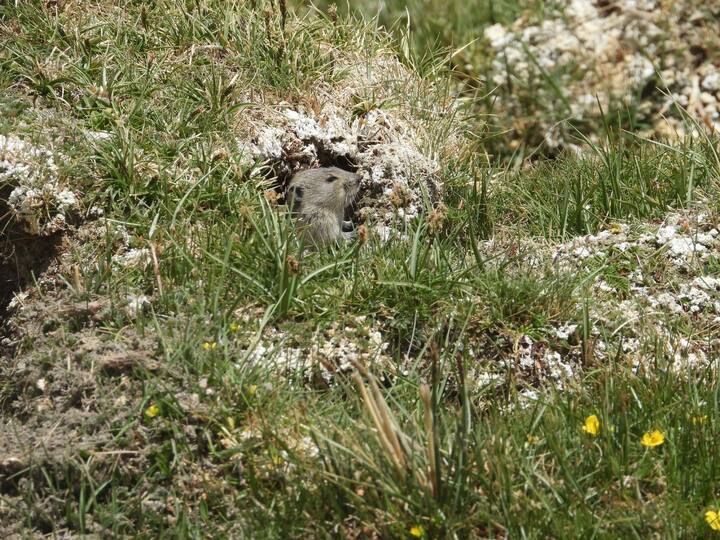 A pika is a small, mountain-dwelling mammal. Seen here near Tsokar lake. All images taken and provided by Shweta Mukundan (Twitter: @cervicapra)
