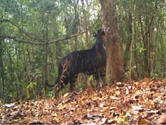 Black Tiger: ఒడిశా సిమిలాపాల్ నేషనల్ పార్కులో నల్ల పులి, వీడియో వైరల్!