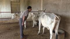 In Pics: पूर्वी राजस्थान में भी फैल रहा लंपी स्किन का खतरा, भरतपुर में तीन गायों में मिले लक्षण