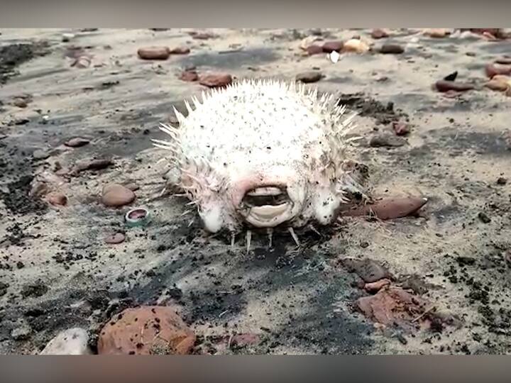 सिंधुदुर्ग जिल्ह्यातील रेडी समुद्रकिनारी दुर्मिळ 'पफर फिश' (Puffer Fish) मृतावस्थेत आढळला. हा मासा एक ते दीड फूट लांबीचा असून त्याच्या संपूर्ण शरीरावर तीक्ष्ण काटे आहेत.