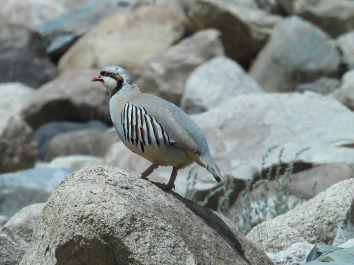 The alluring Chukar partridge seen near Shyok river