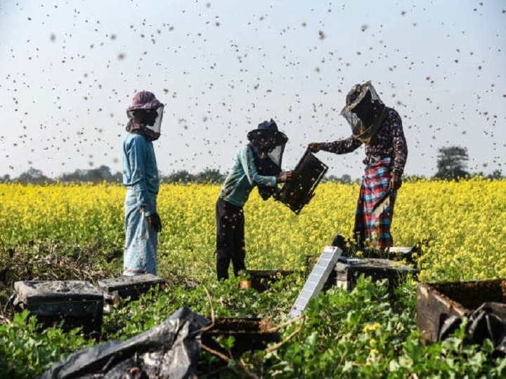 Honey Farming: किसानों की आय बढ़ायेगा शहद का मजदूर, लाखों कमाने के लिये खेत पास बसायें मधुमक्खी की कॉलोनी
