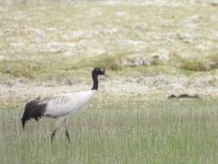 Birds, Bees, Beasts — 12 Photos That Capture The Bio-Diversity Of Ladakh