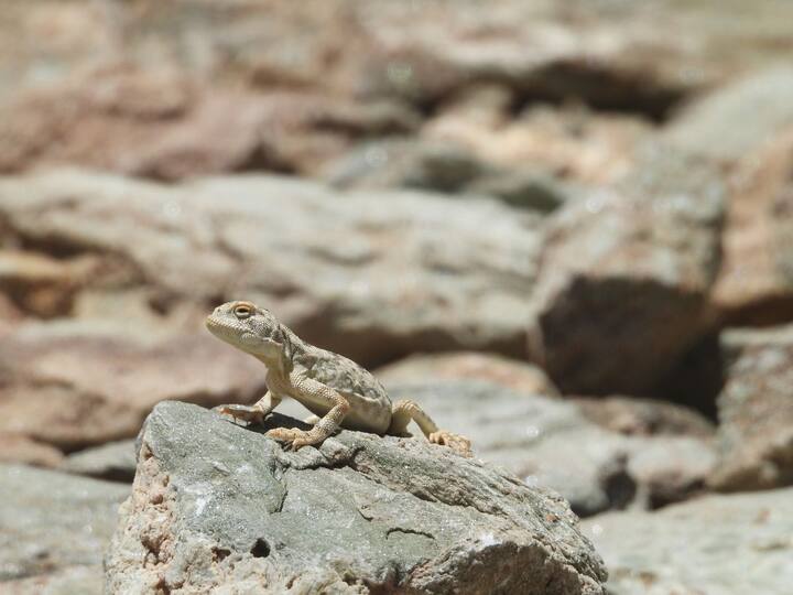Agamid lizard spotted in Ladakh village Hanle.