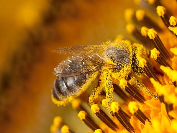 Honey Farming: किसानों की आय बढ़ायेगा शहद का मजदूर, लाखों कमाने के लिये खेत पास बसायें मधुमक्खी की कॉलोनी