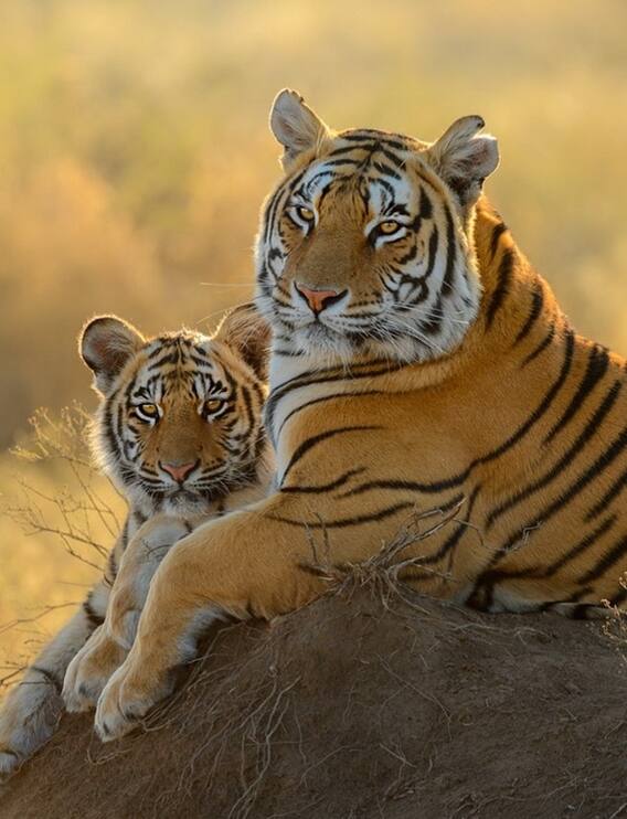 Tiger Reserve:இந்தியாவின் டாப் 10 புலி காப்பகங்கள்!