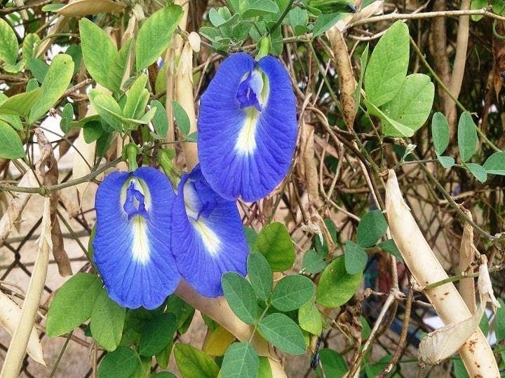 World famous blue tea is made from aparajita is commercially beneficial for farmers Herbal Farming: इस फूल से बनाई जाती है वर्ल्ड फेमस ब्लू टी, खेती करके किसानों कमा सकते हैं तीन गुना पैसा